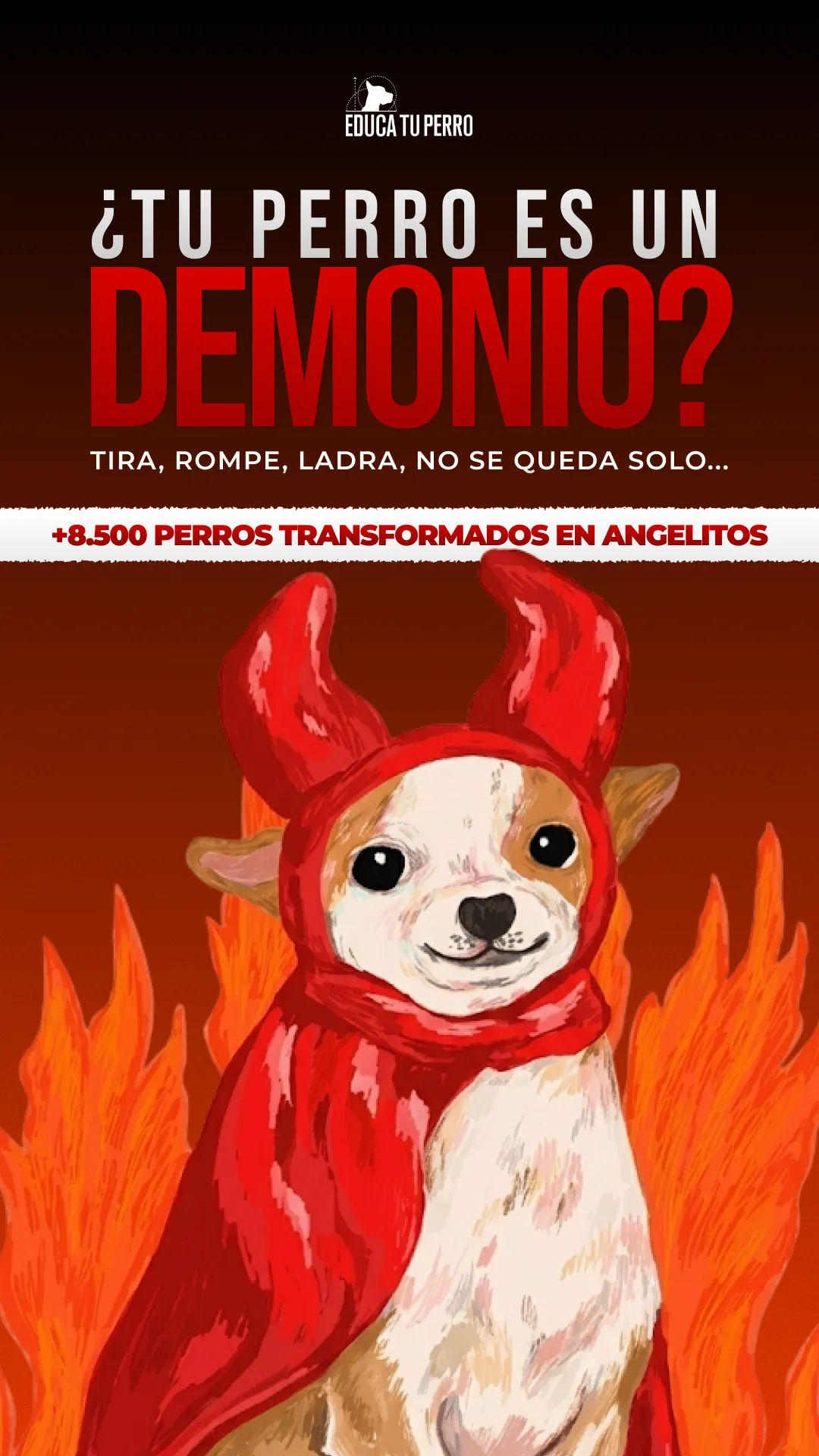 Educa Tu Perro 11